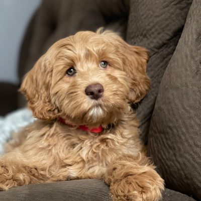 Australian Labradoodle Breeder in Sacramento