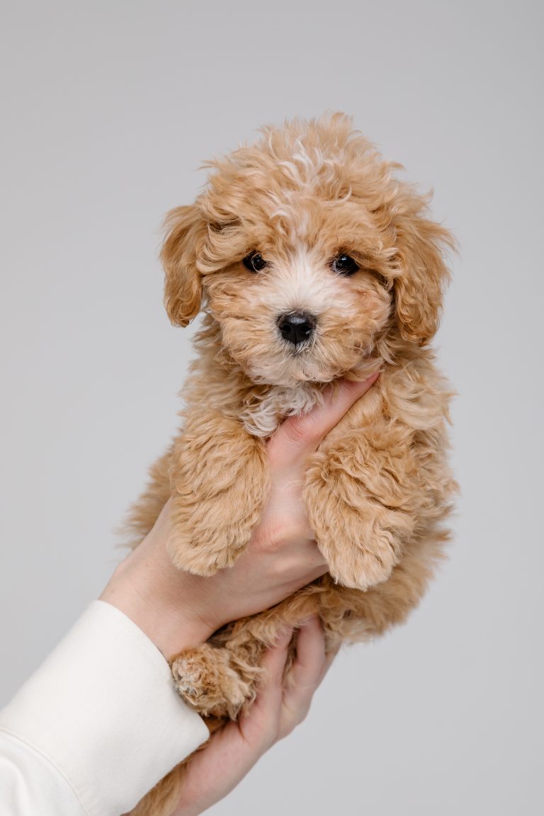 Malti Poo puppies for sale