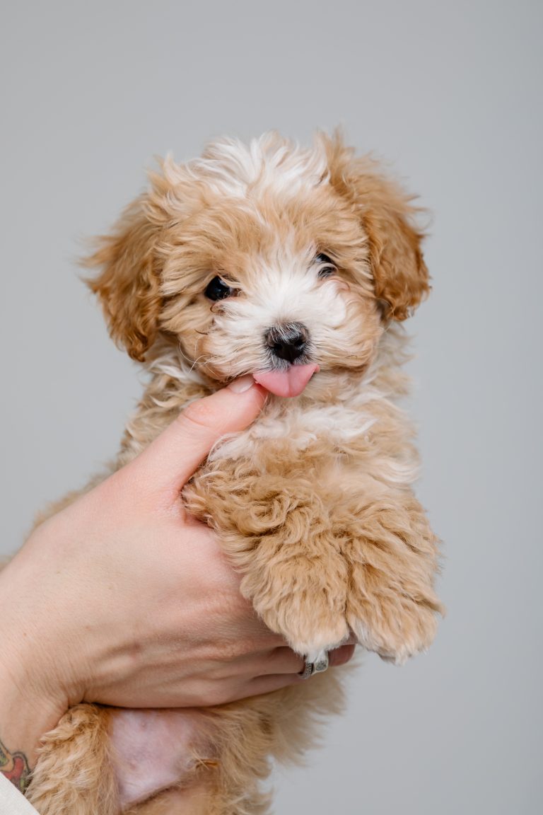 Malti Poo puppies for sale in Sacramento